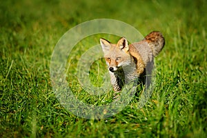 Red fox standing in green grass