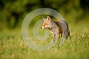 Red fox standing in green grass in sunny day, looking to the left