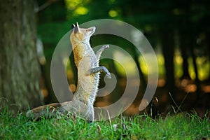 Red fox standing on hind legs in forest