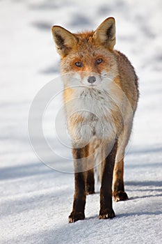 Red fox, standing, isolated on white natural background
