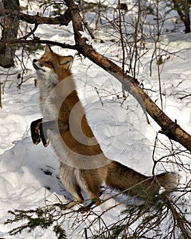 Red Fox Stock Photo. Red fox standing on its back legs in the winter season in its environment and habitat with snow and branches