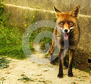 Red Fox standing and looking at the camera