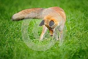 Red fox standing looking down to green grass