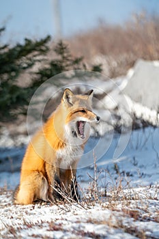Red fox standing on rock