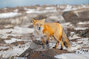 Red fox standing on rock