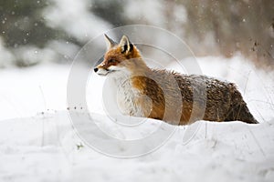 Red fox standing on snow in wintertime during snowing