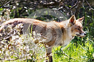 Red fox standing in the sun