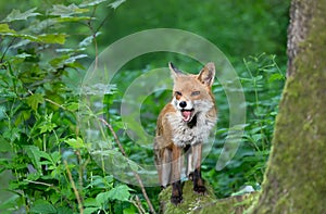 Red fox standing on a tree and calling in a forest at night