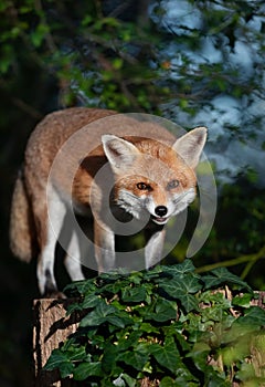 Red fox standing on a tree in a forest