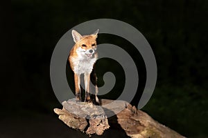 Red fox standing on a tree in a forest at night