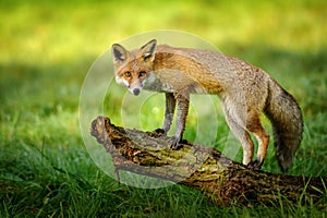 Red fox standing on tree trunk