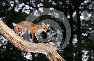 Red fox standing on a tree trunk in a forest