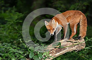 Red fox standing on a tree trunk in a forest