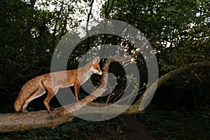 Red fox standing on a tree trunk at night in a forest