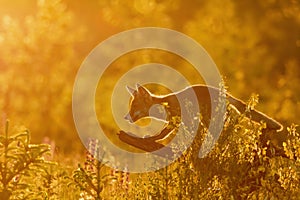 Red fox is standing on the trunk of tree