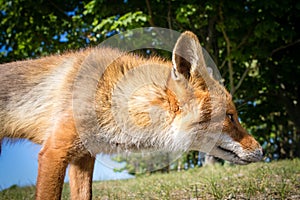 Red fox standing very close