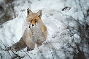 Winter red fox photo