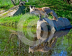 Red Fox stands on a boulder over waters.