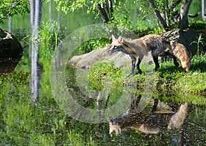 Red Fox stands on a boulder over waters.