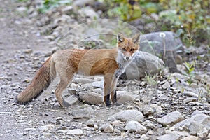 Red fox stands on  rocks