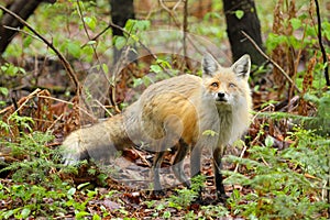 Red Fox Stare