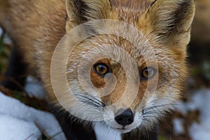 Red Fox stare