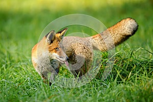 Red fox stick it's tongue out