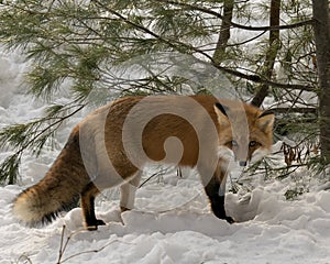 Red Fox Stock Photo. Red fox looking at camera in the winter season in its environment and habitat with snow pine tree background