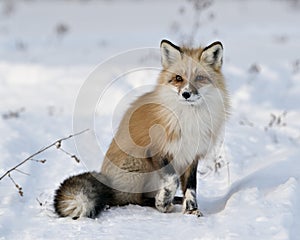Red Fox Stock Photos.  Close-up profile view sitting in the winter season in its environment and habitat with blur snow background