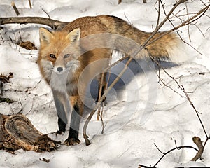 Red Fox Stock Photos. Fox Image. Close-up looking at camera in the winter season in its environment and habitat with snow and