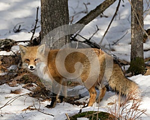 Red Fox Stock Photos. Fox Image. Looking at camera in the winter season in its environment and habitat with snow and branches