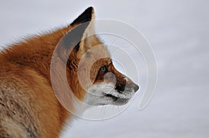 Red Fox stock photos. Red fox head shot looking to the right side in the winter season in its environment and habitat with blur
