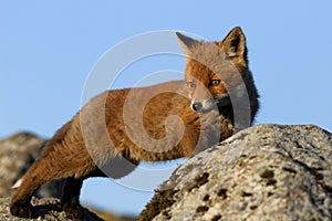 Red fox stretching