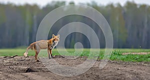 Red fox suffering from mange disease panoramic view