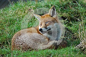 Red Fox sunbathing