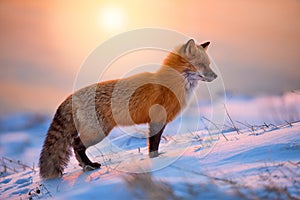 Red Fox At Sunrise