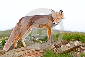 Red fox, sunrise, Babia Gora