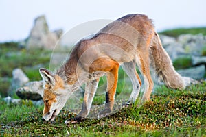 Red fox, sunrise, Babia Gora, Poland