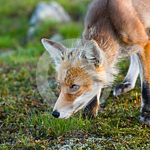 Red fox, sunrise, Babia Gora, Poland