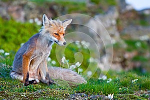 Red fox, sunrise, Babia Gora, Poland