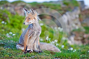 Red fox, sunrise, Babia Gora, Poland