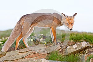 Red fox, sunrise, Babia Gora, Poland