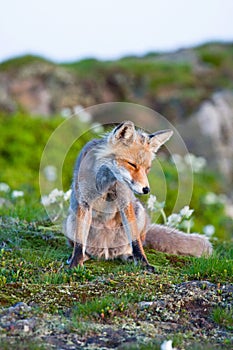 Red fox, sunrise, Poland
