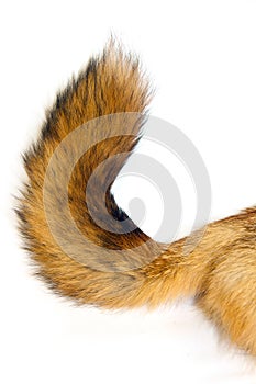 Red Fox tail