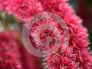 Red fox tail plant with hairy fluffy flower texture and blur background