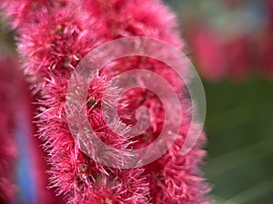 Red fox tail plant with hairy fluffy flower texture and blur background