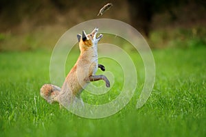 Red fox throwing haunted mouse upon green grass