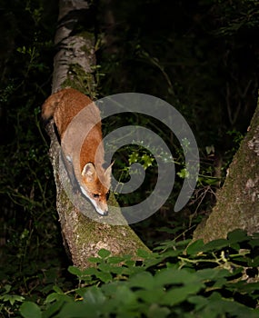 Red fox on a tree trunk at night in a forest