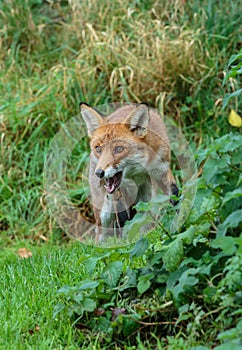 The red fox in the undergrowth