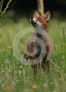 Red fox vixen